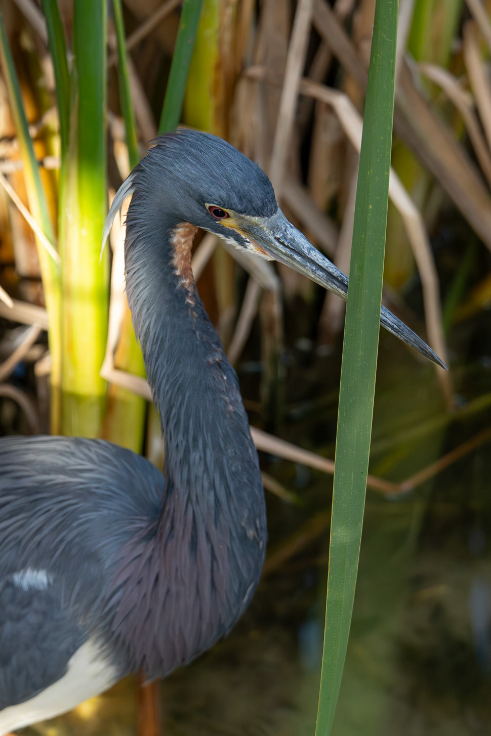 Tri Colored Heron