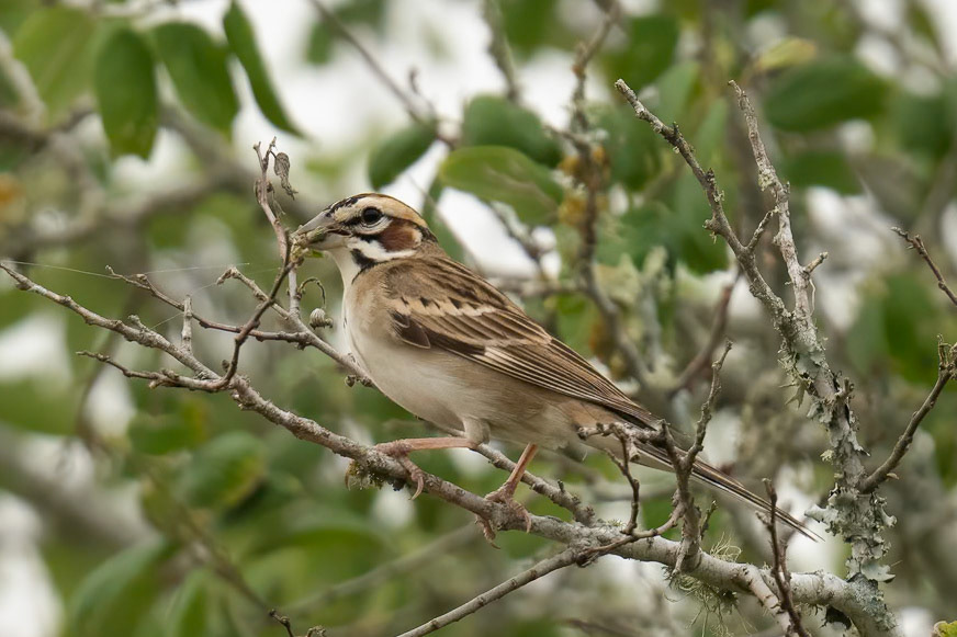 Lark Sparrow