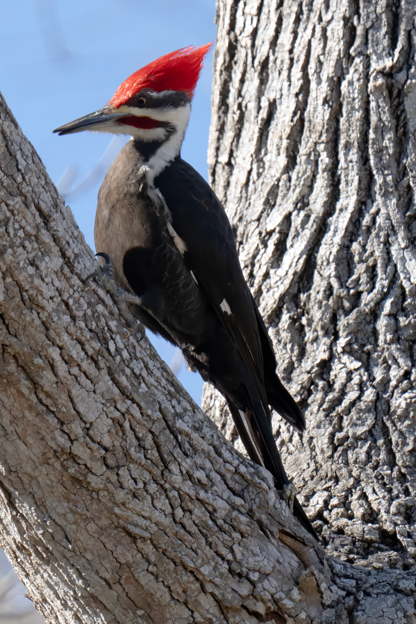 Pileated Woodpecker. Victoria County
