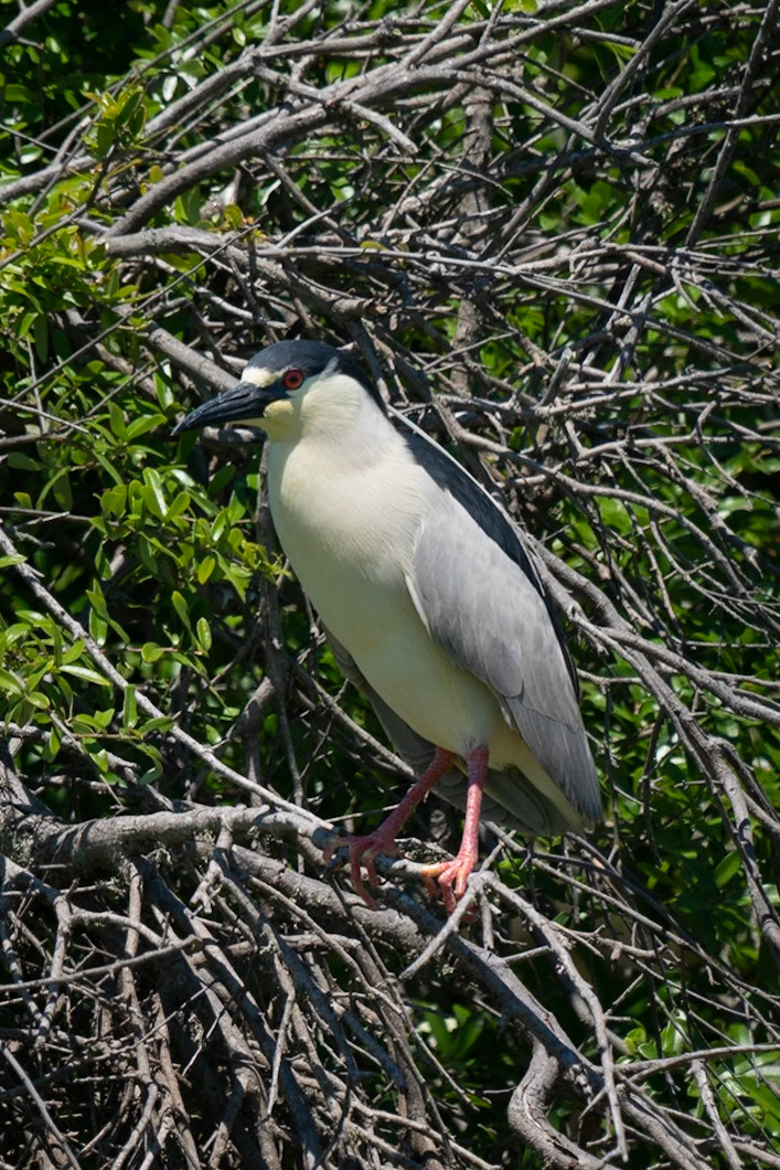 Black Crowned Night Heron