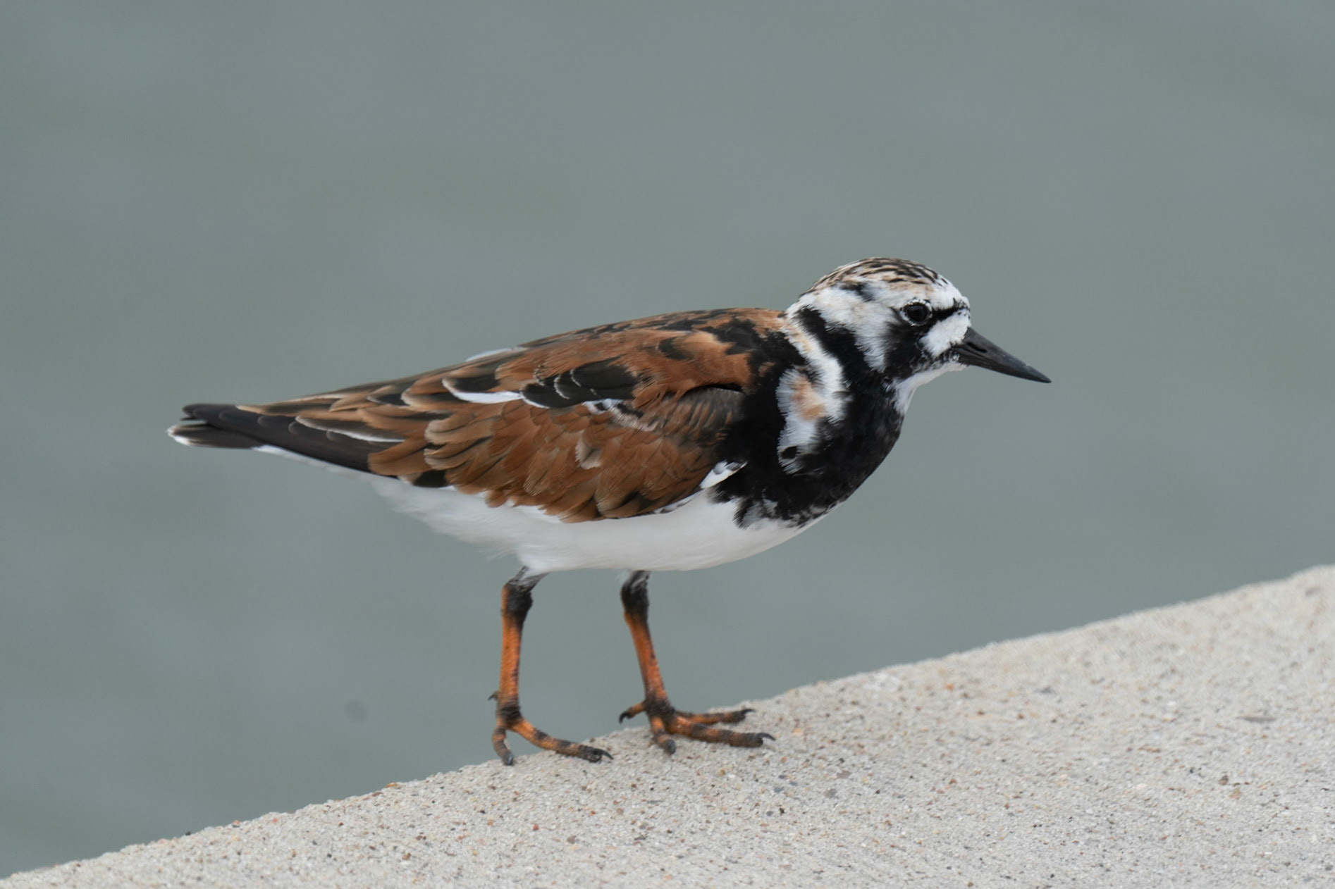 Ruddy Turnstone