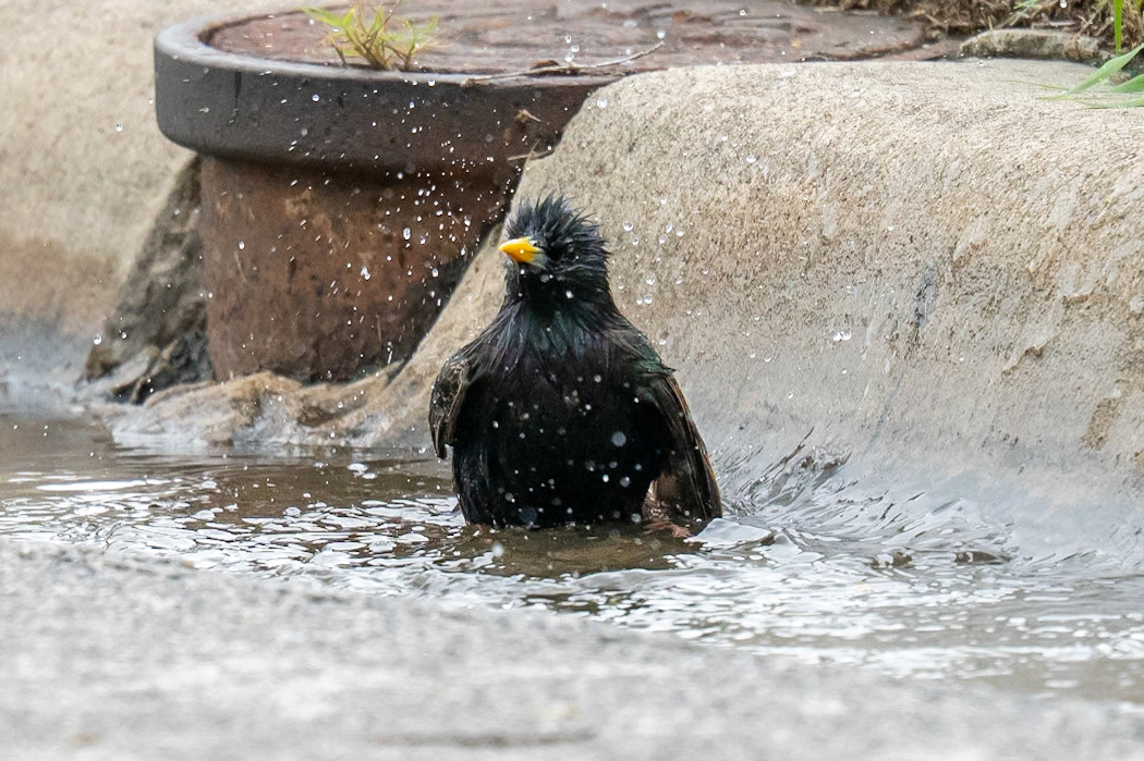 Blucher Park. Starling gettig a bath