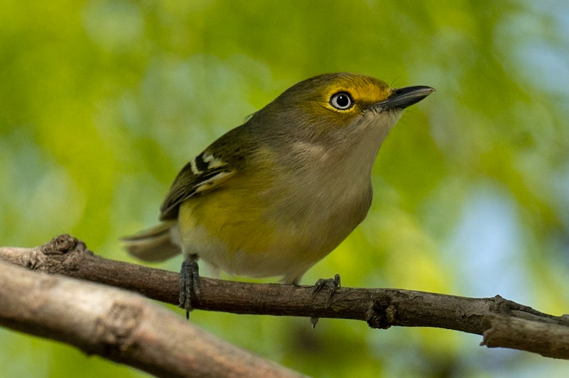 White-eyed Vireo