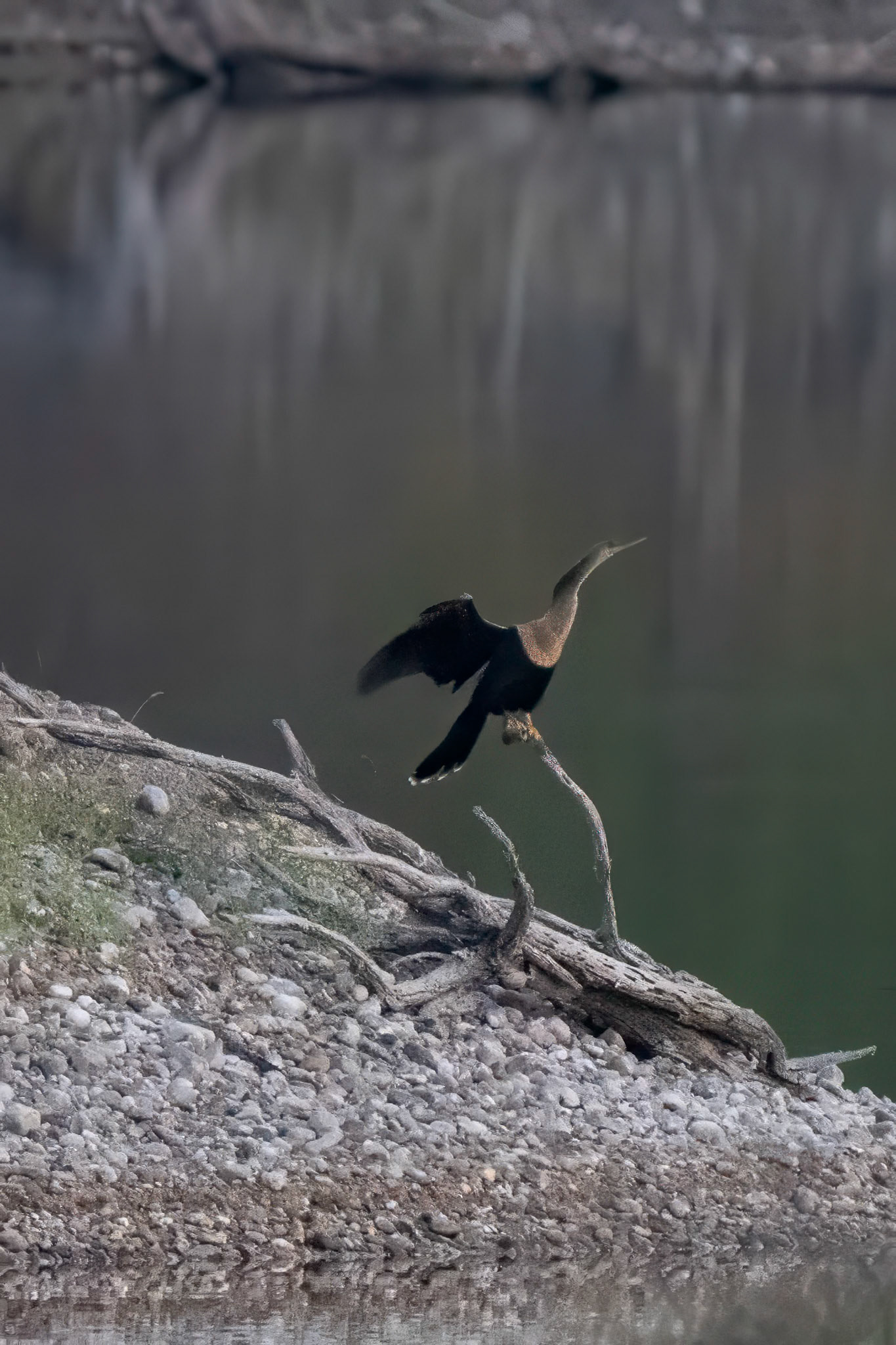Anhinga