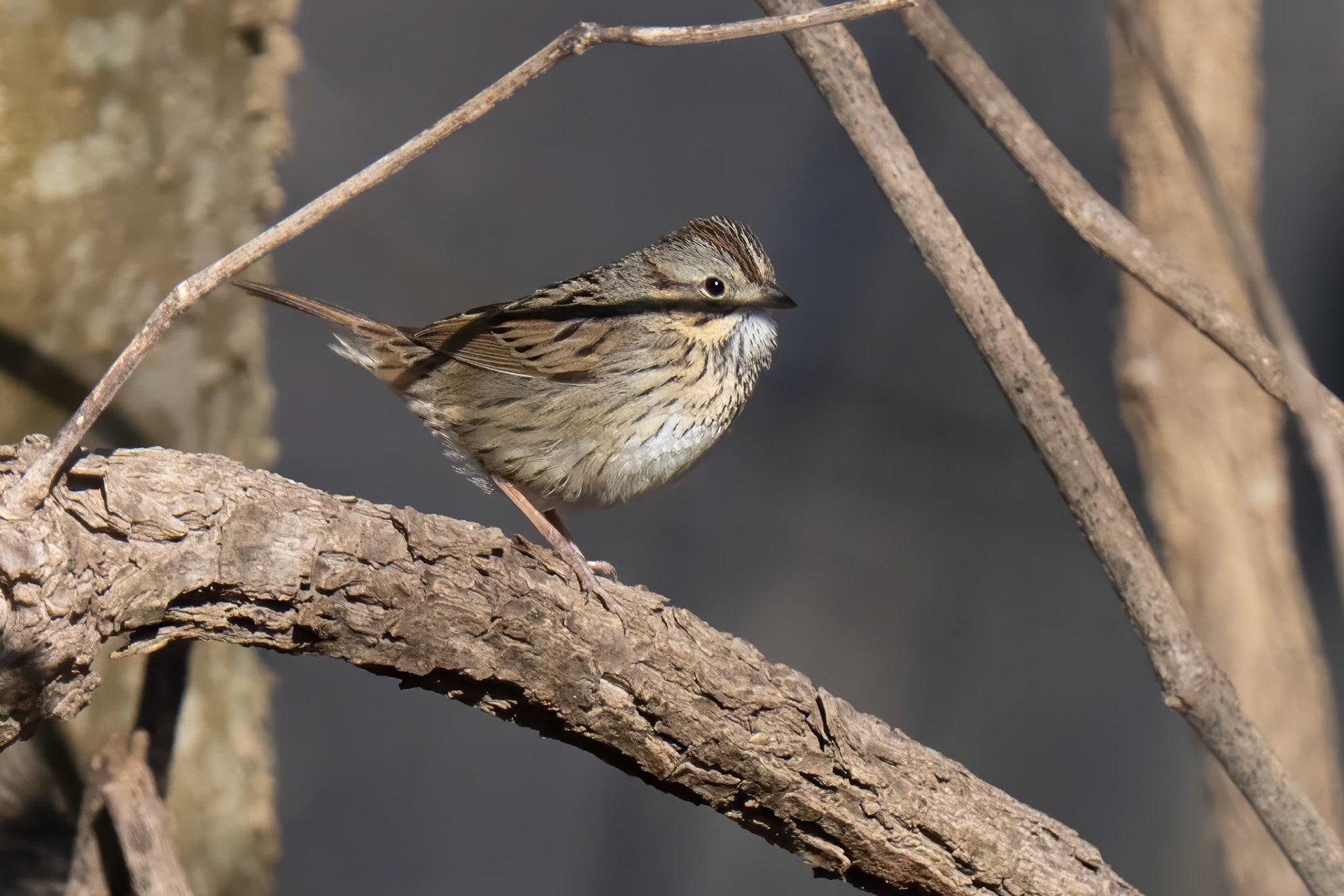 Lincoln's Sparrow
