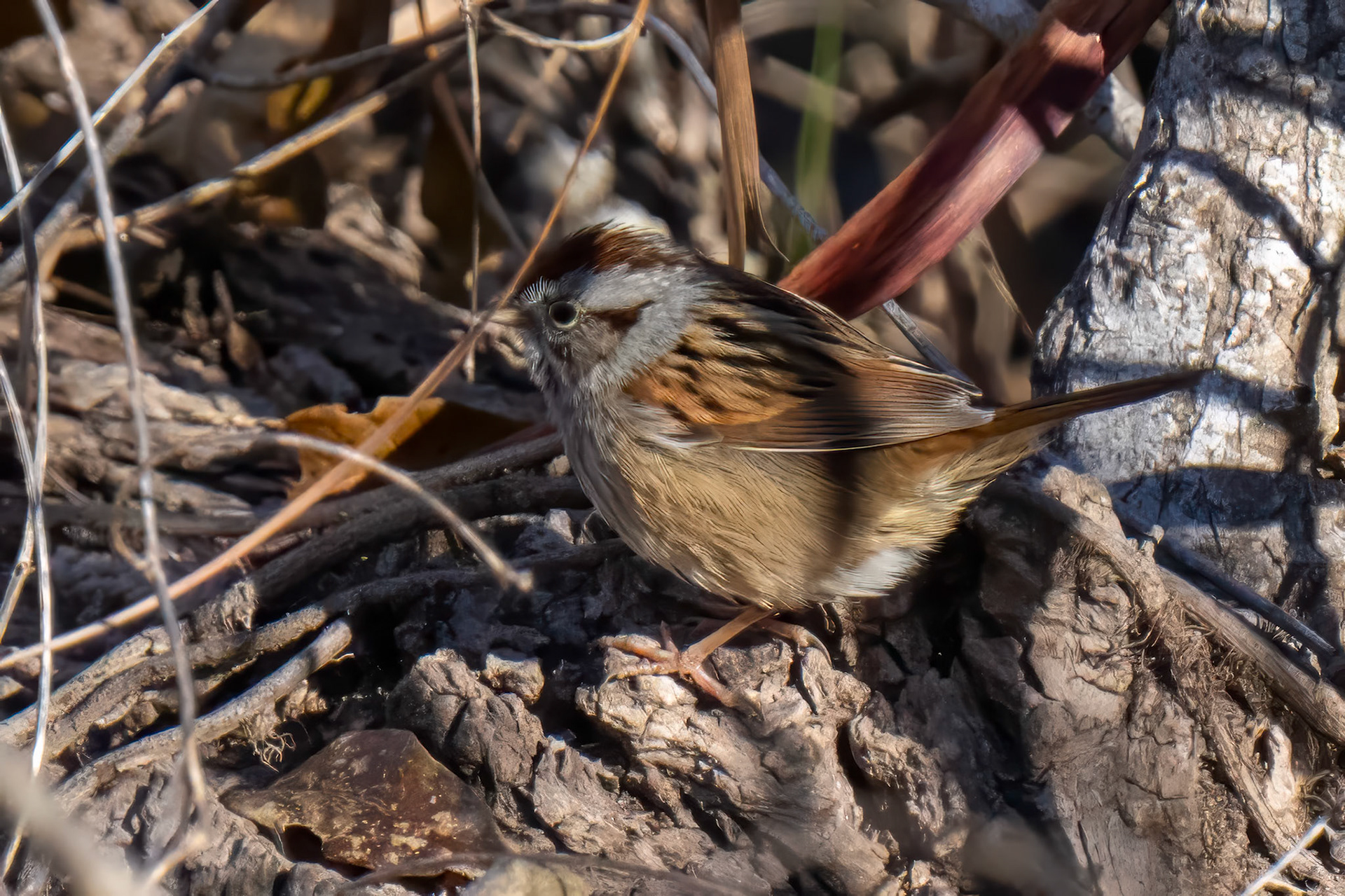 Swamp Sparrow