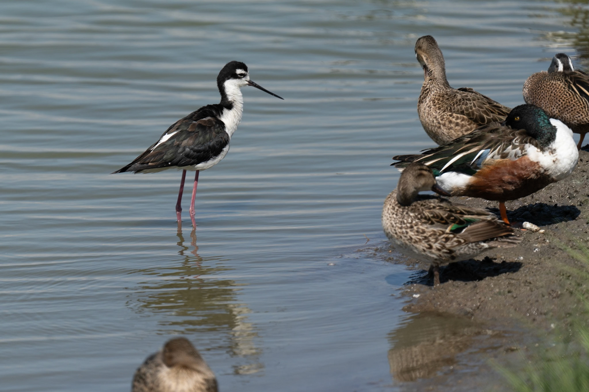 Adult Black-necked Stilt at Port Aransas bird center