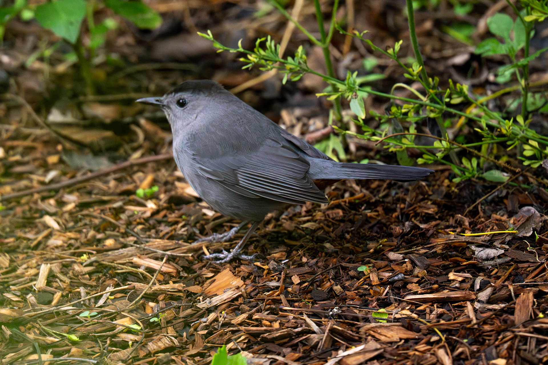 Gray Catbird. Blucher Park