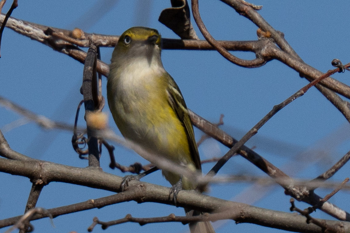 White-eyed Vireo