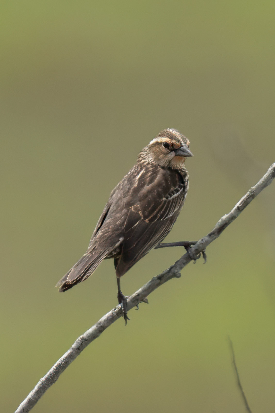 Redwing Blackbird Female