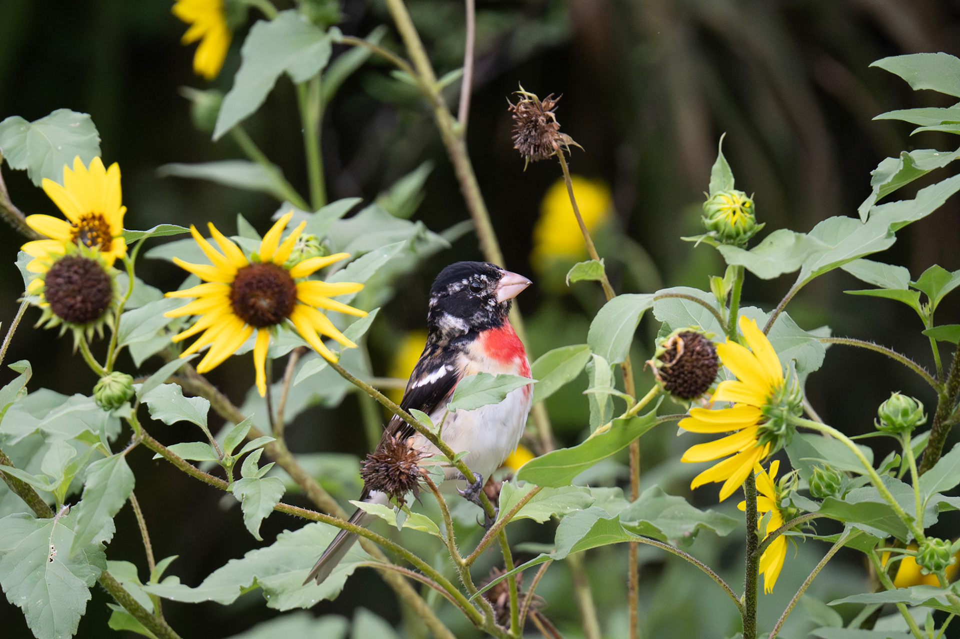 Rose-breasted Grosbeak. Blucher Park