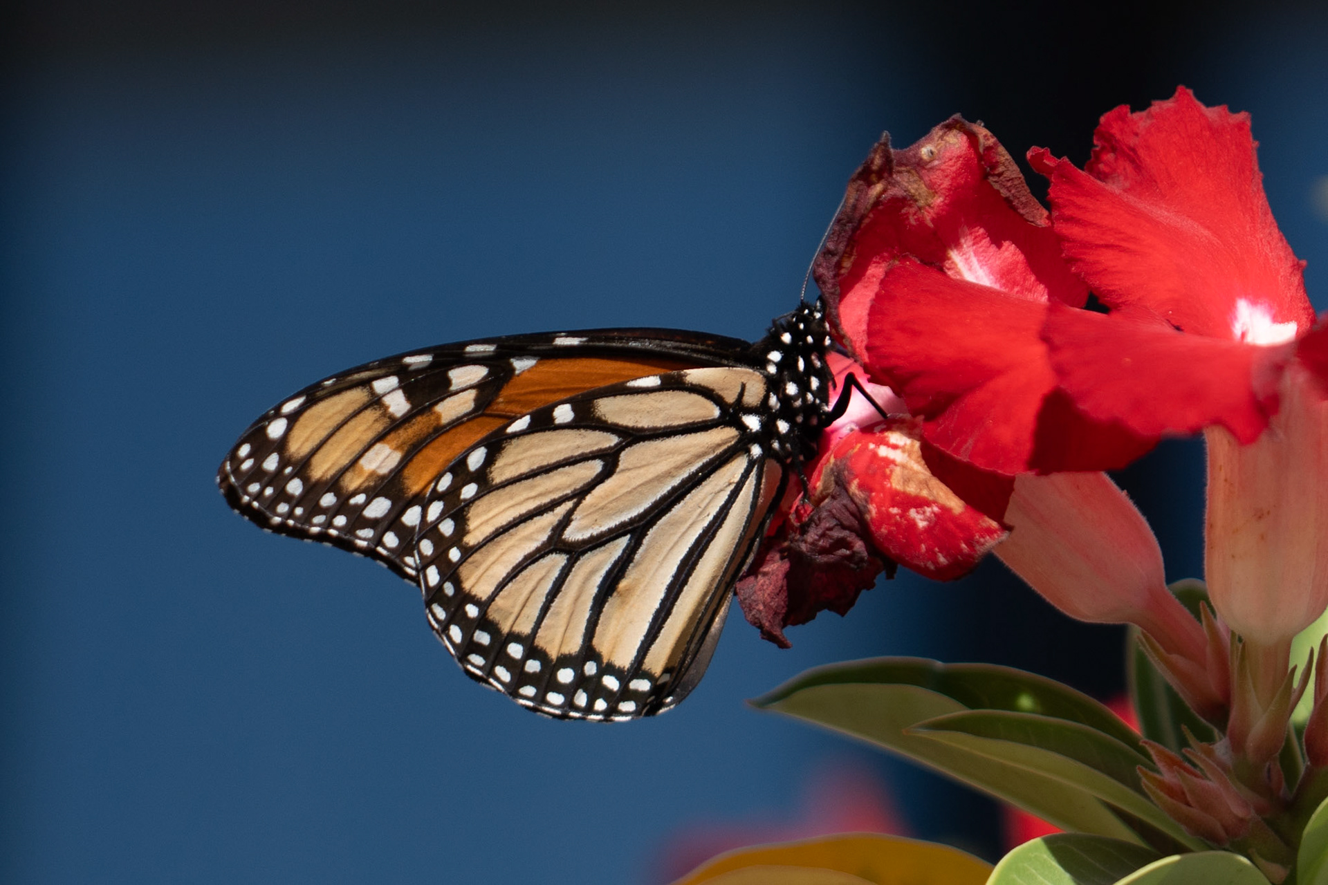 Monarch Buterfly Migration in Rockport