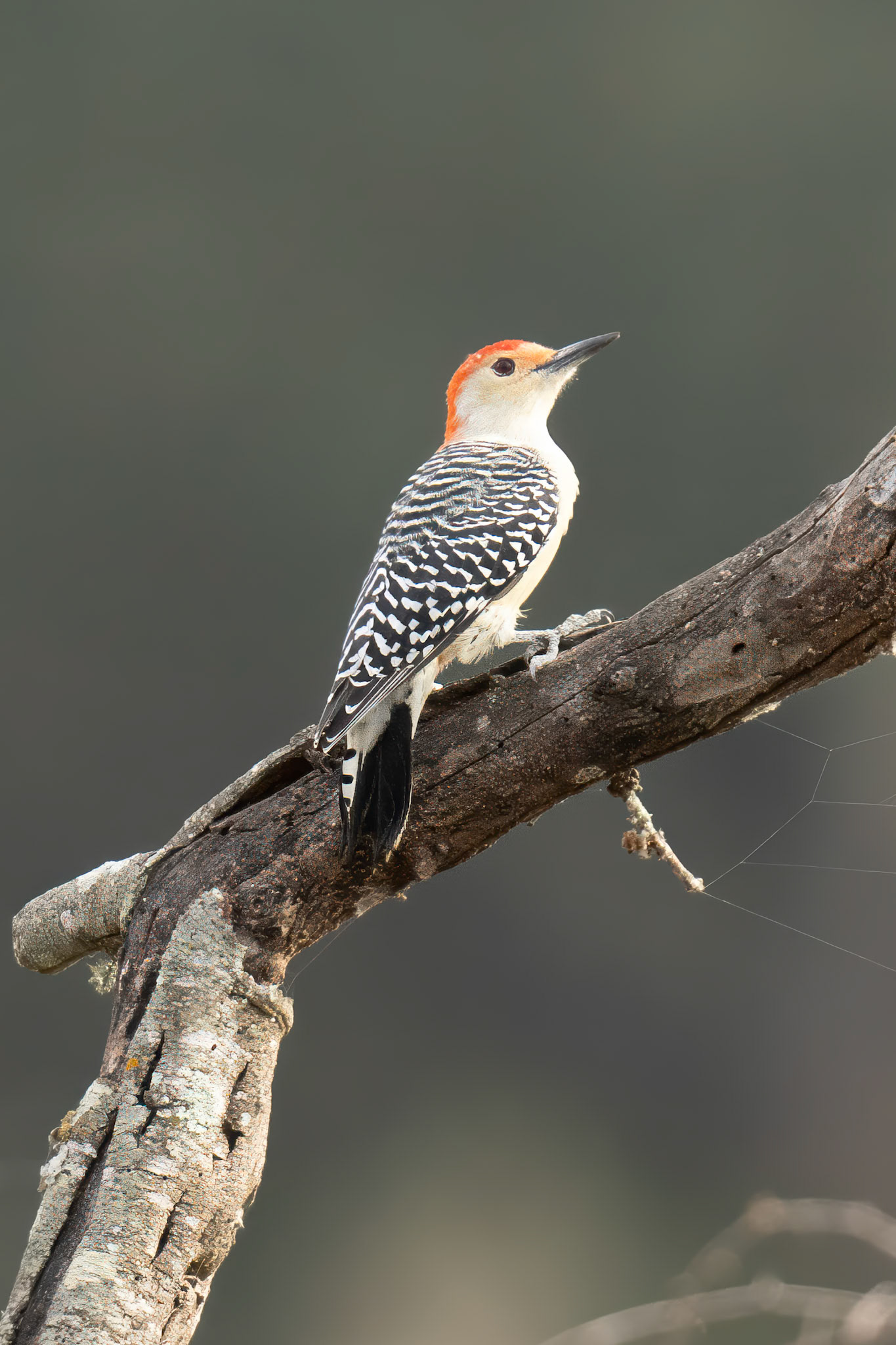 Red-Bellied Woodpecker