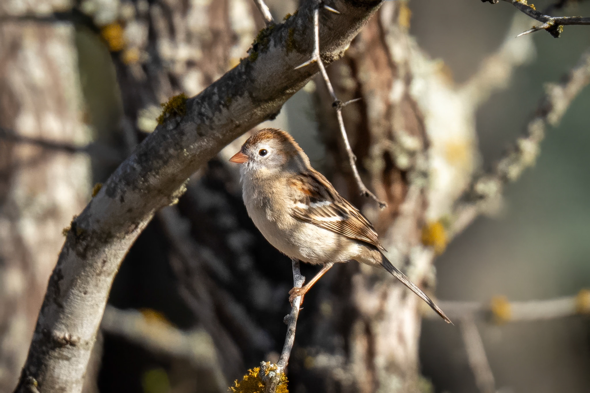 Field Sparrow