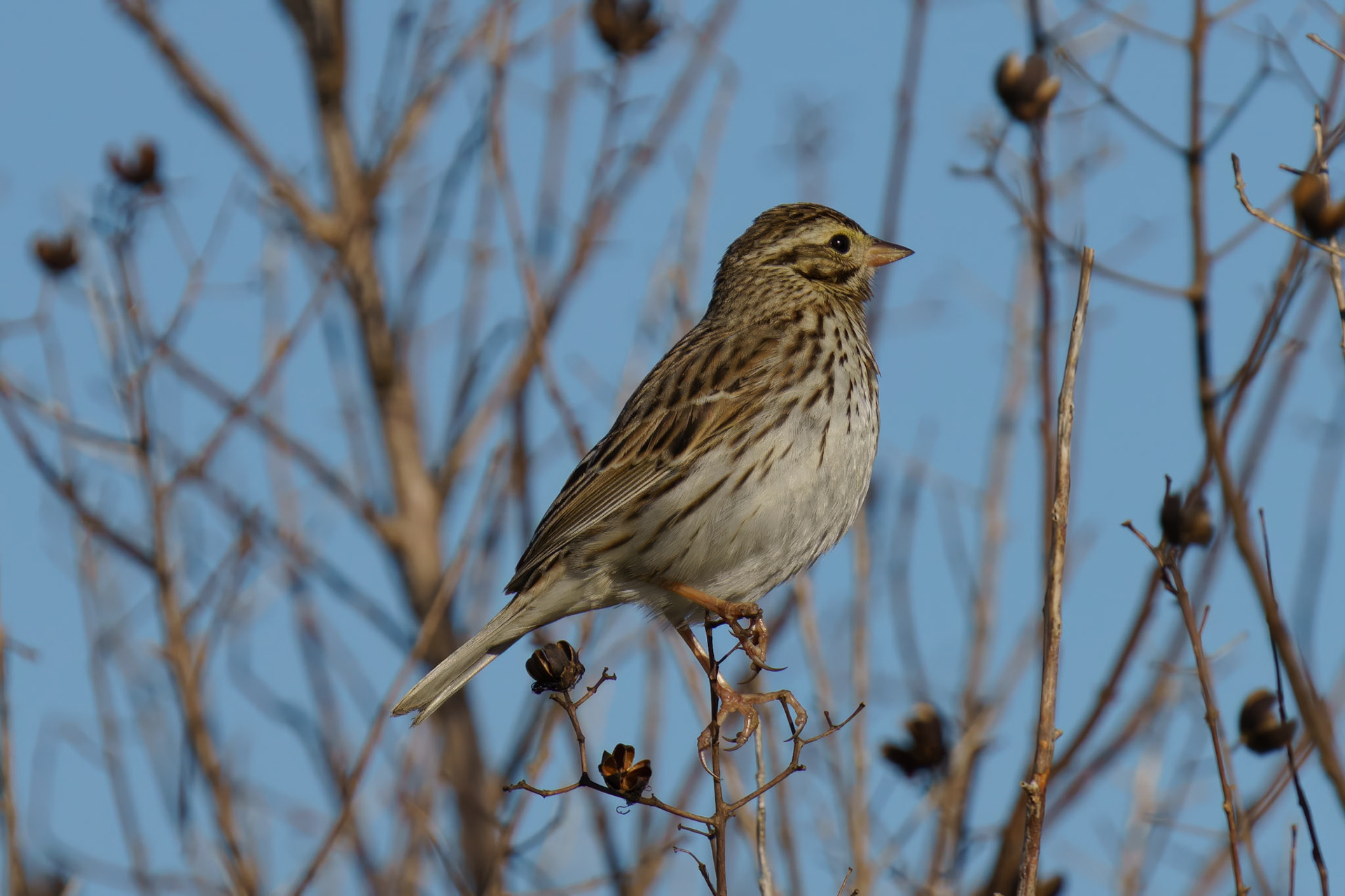 Savannah Sparrow. Adult Non-Beading. Victoria County TX