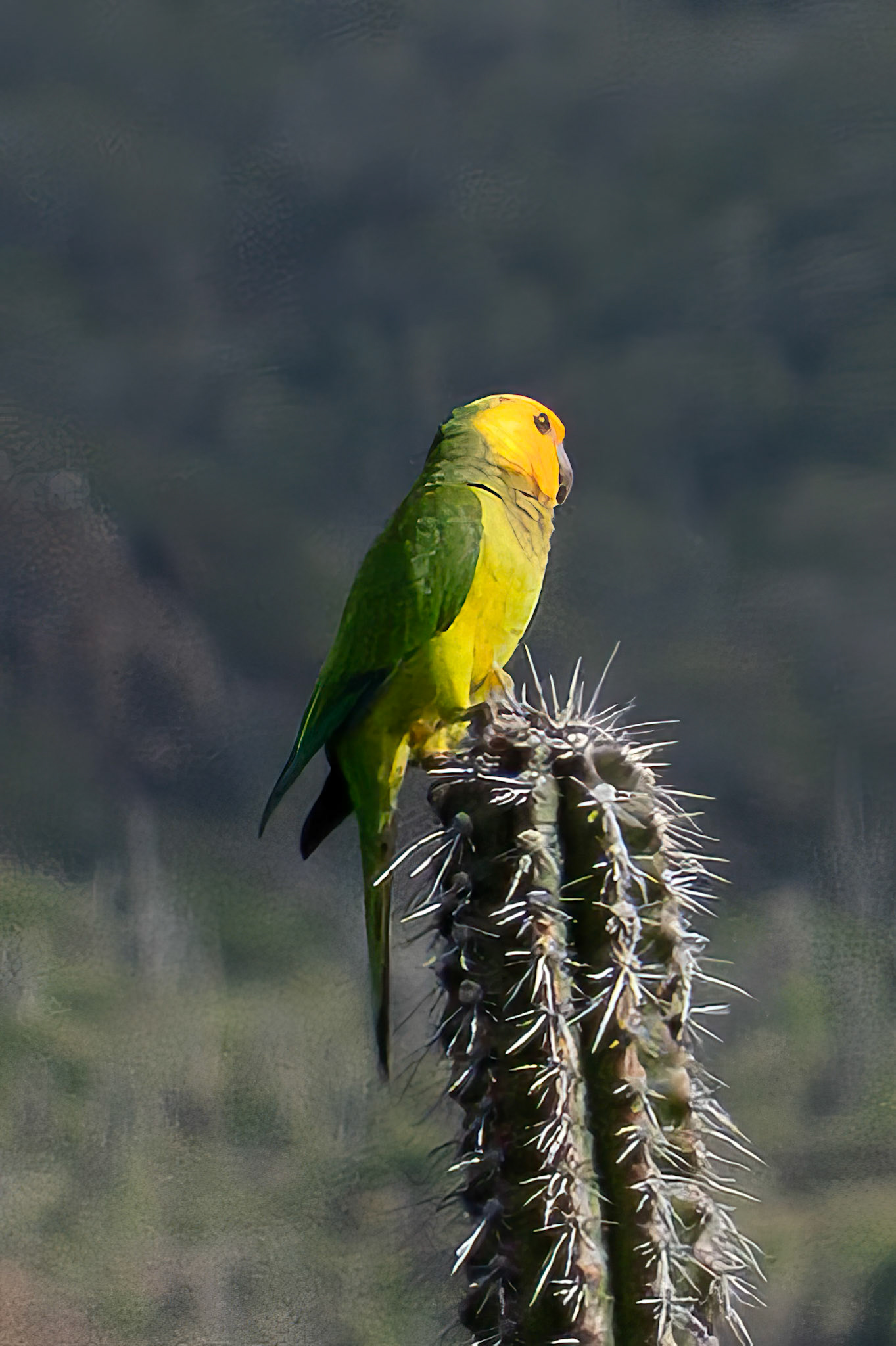 PRIKICHI Carribean Parakeet