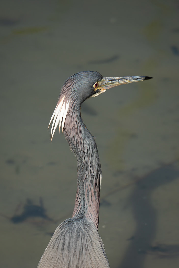 Tri-Colored Heron