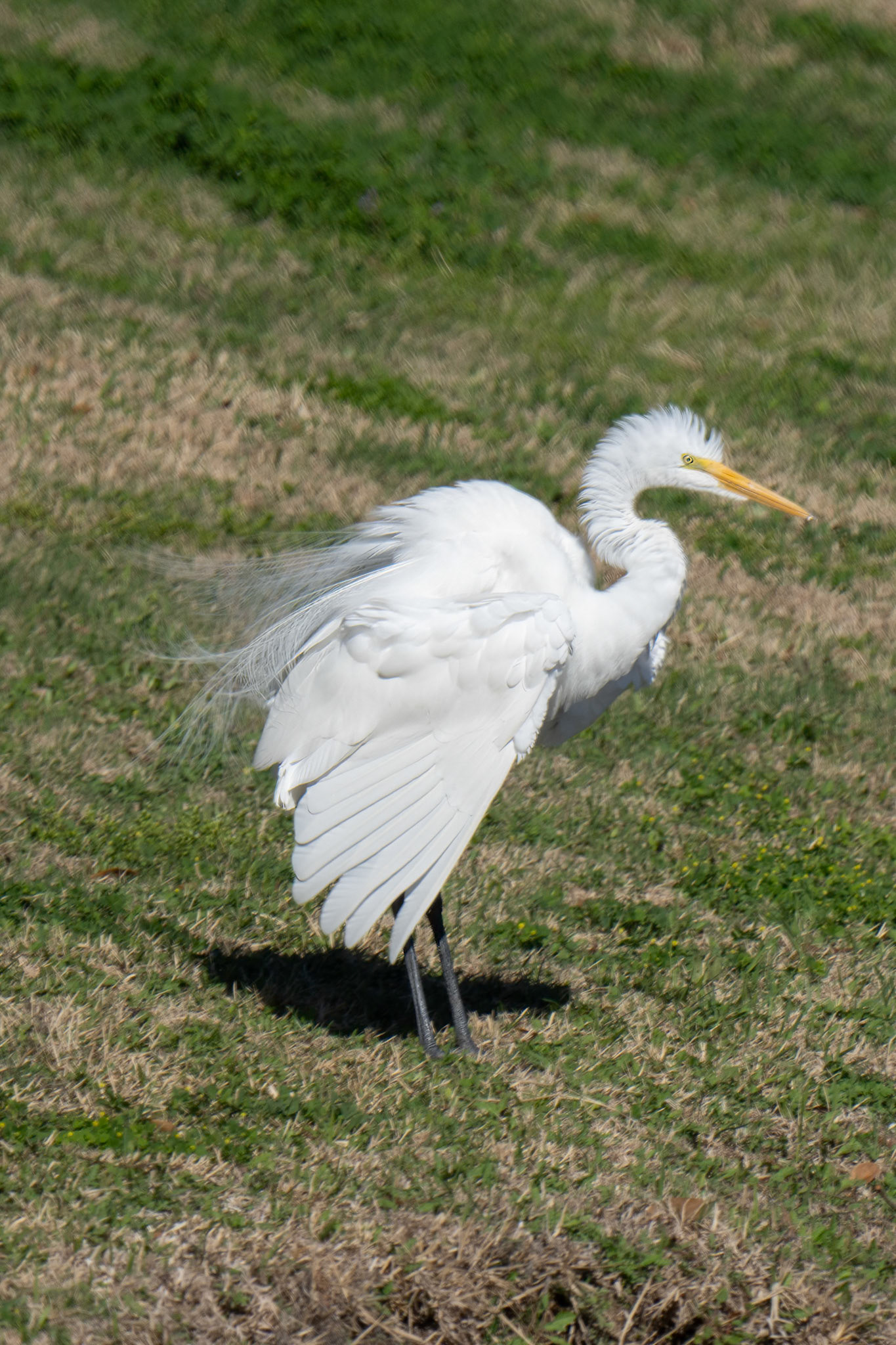 Great Egret