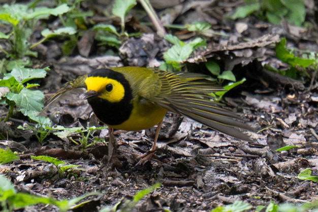 Hooded Warbler. Blucher Park