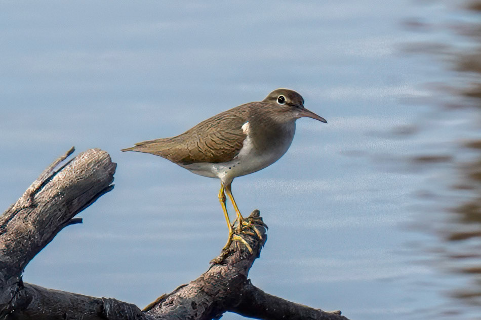 Spotted Sandpiper/Non Breeding Imature