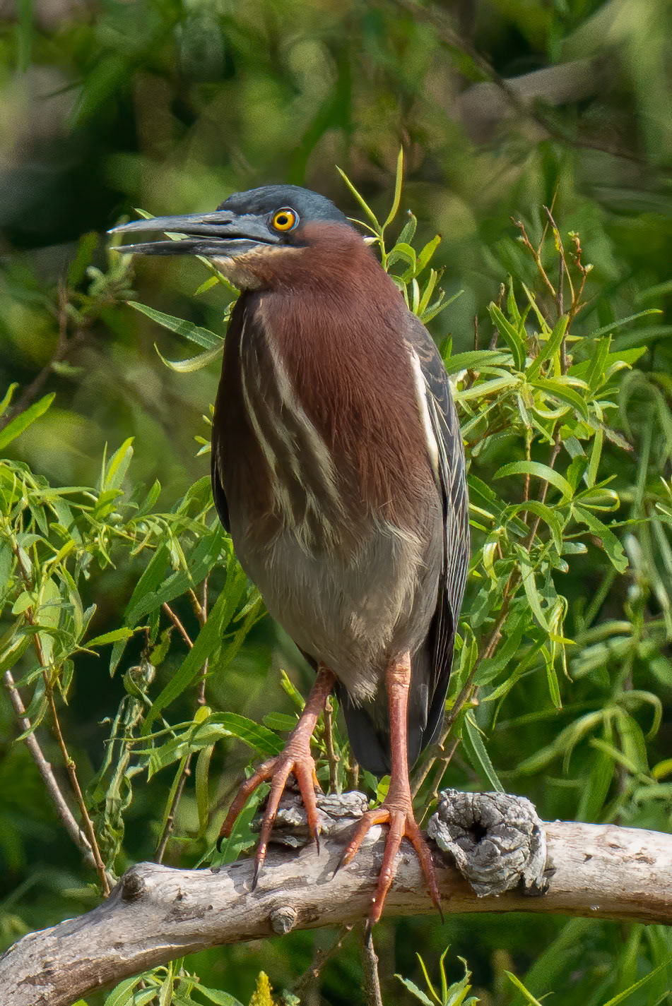 Tree Heron