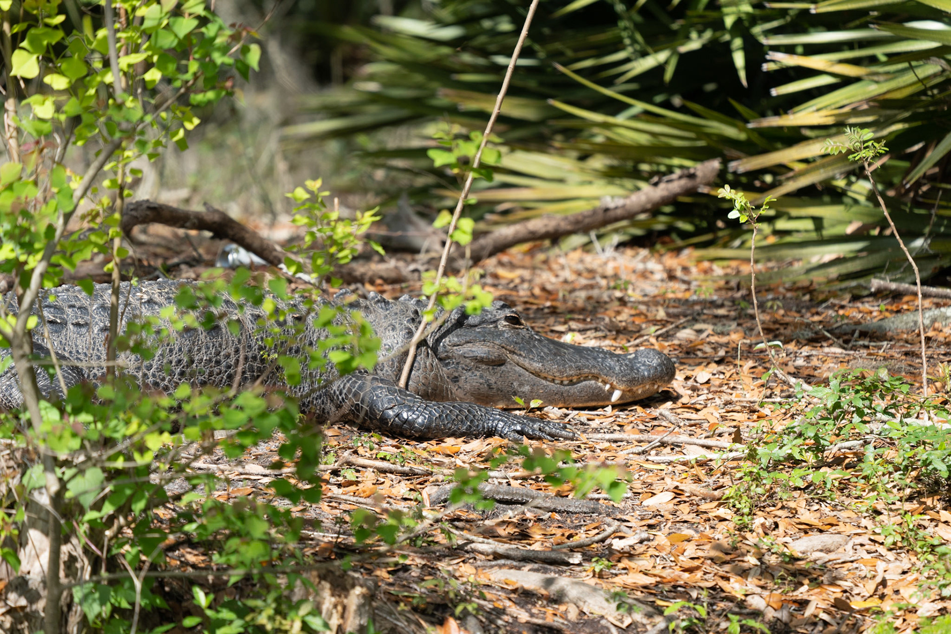 American Aligator