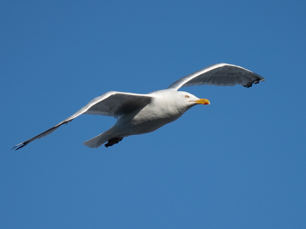 American Herring Gull in Flight