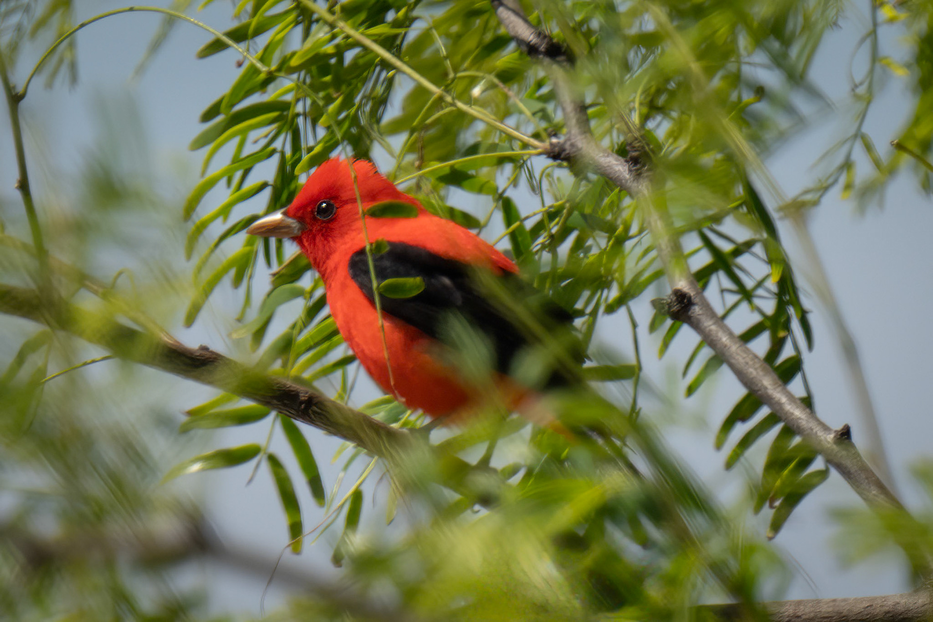 Scarlet Tanager