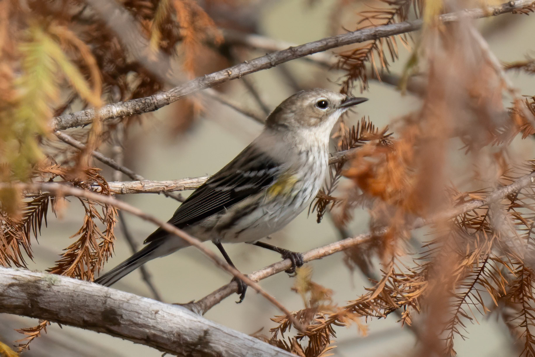 Yellow Rumped Warbler