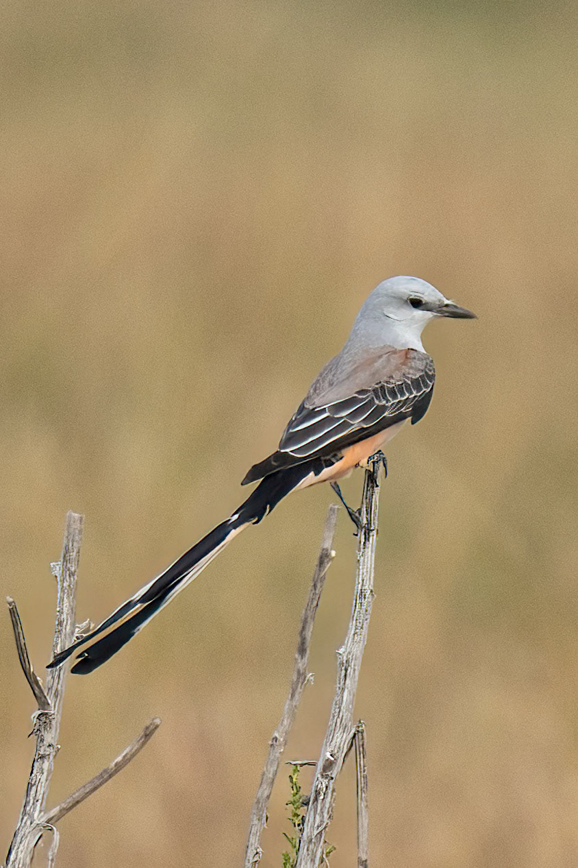 Scissor-Tail Flycatcher