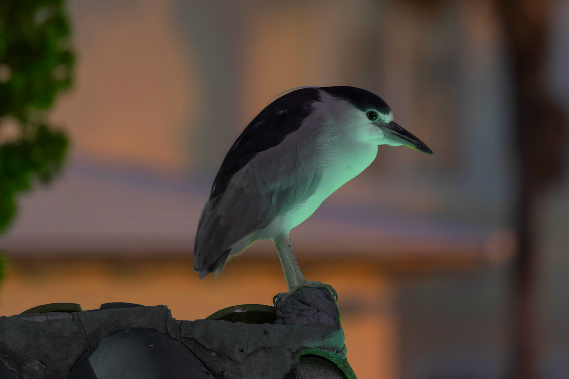 Black Crested Night Herron