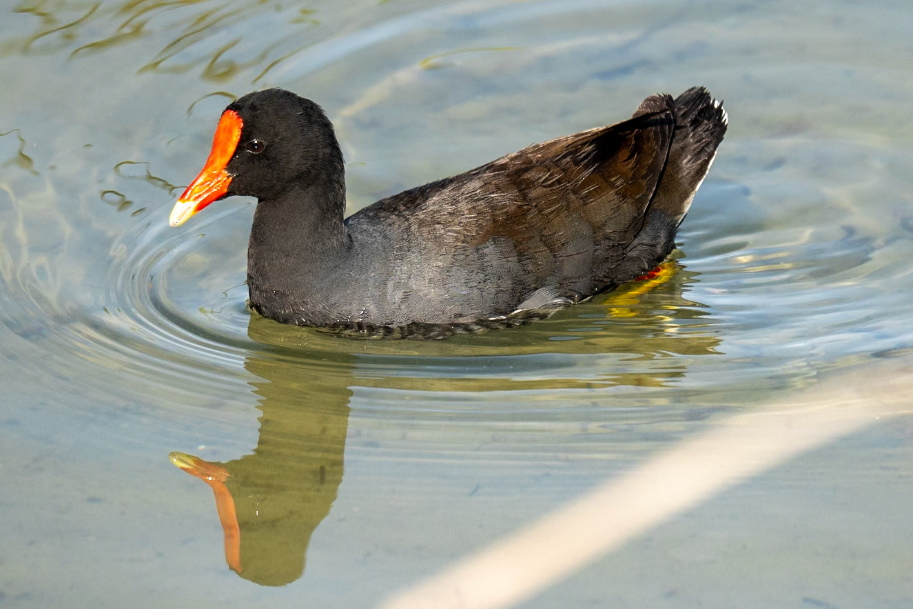 Common Gallinule