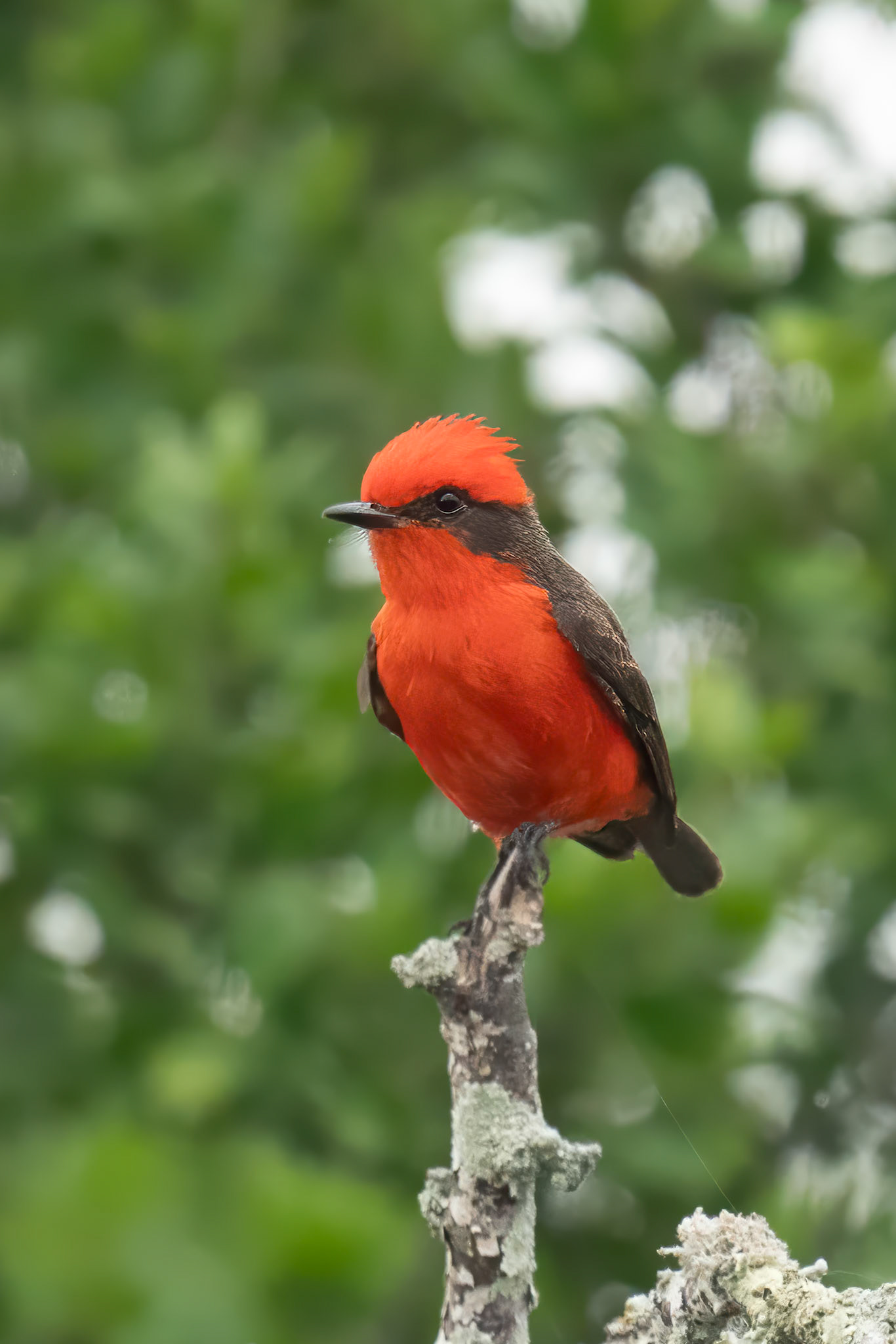 Vermilion Flycather