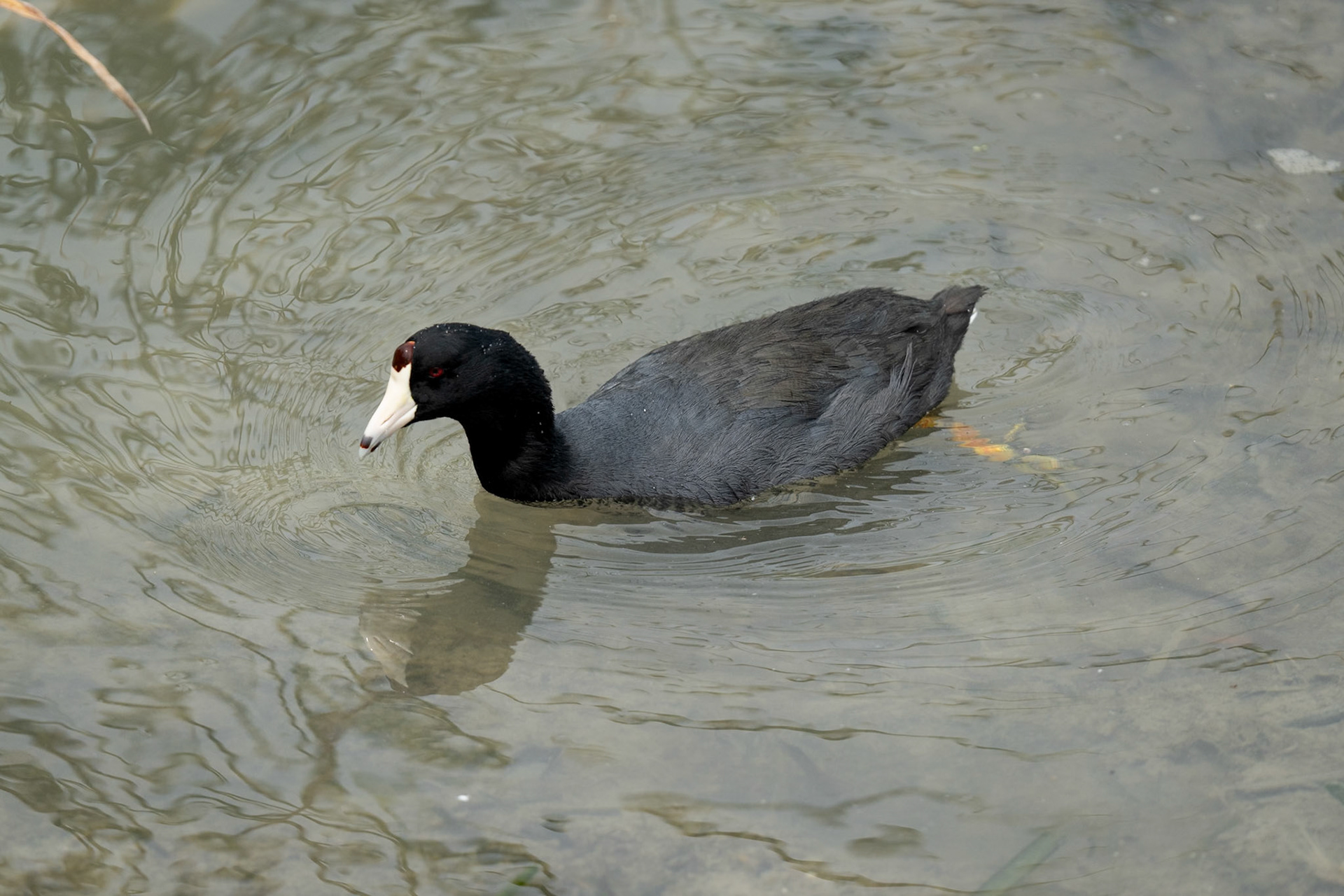 Birding in Port Aransas