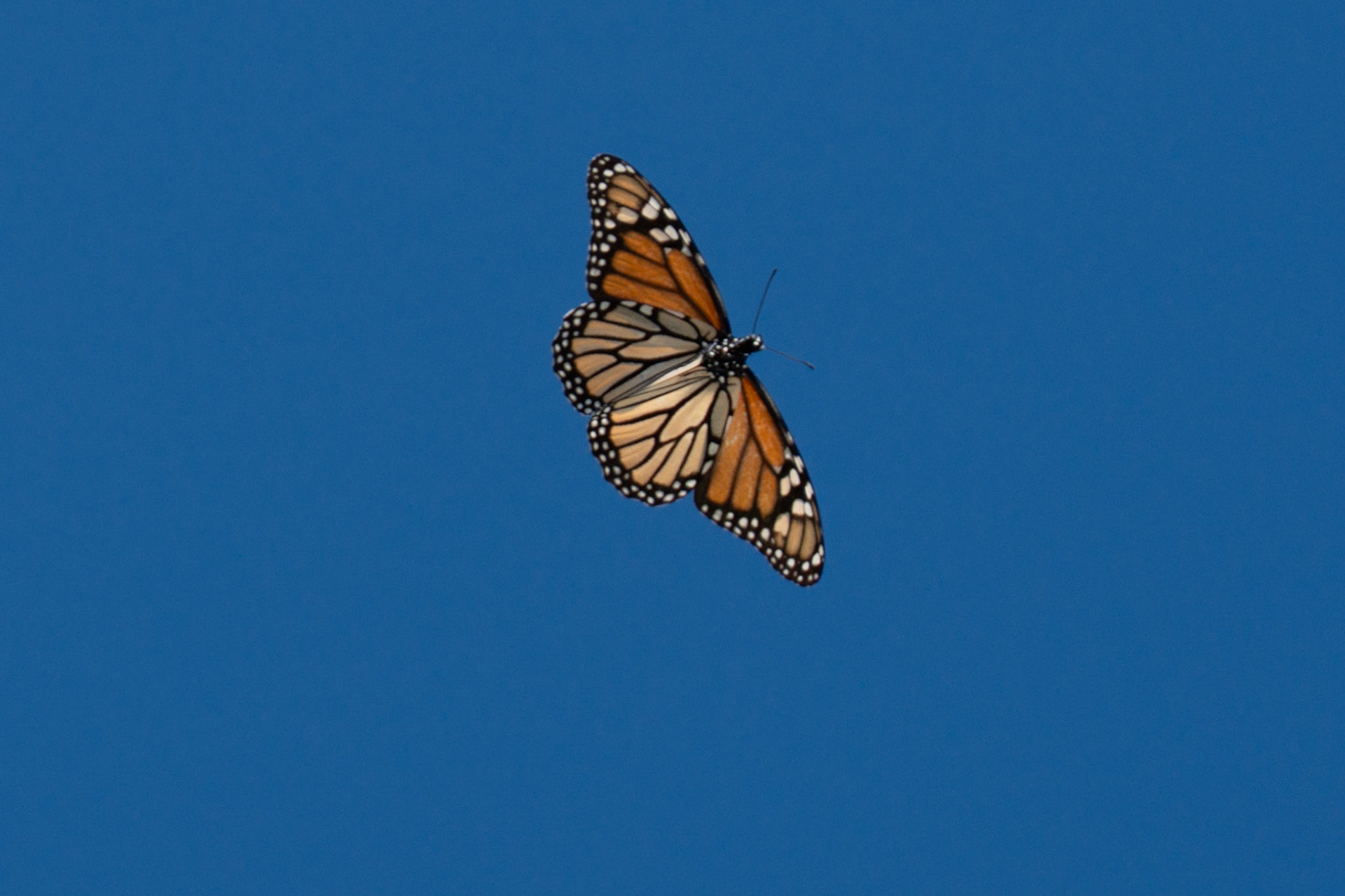 Monarch Buterfly Migration in Rockport