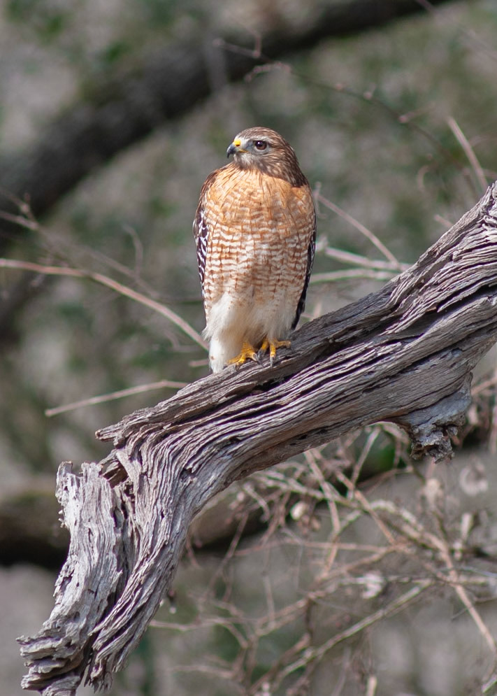 Coopers Hawk