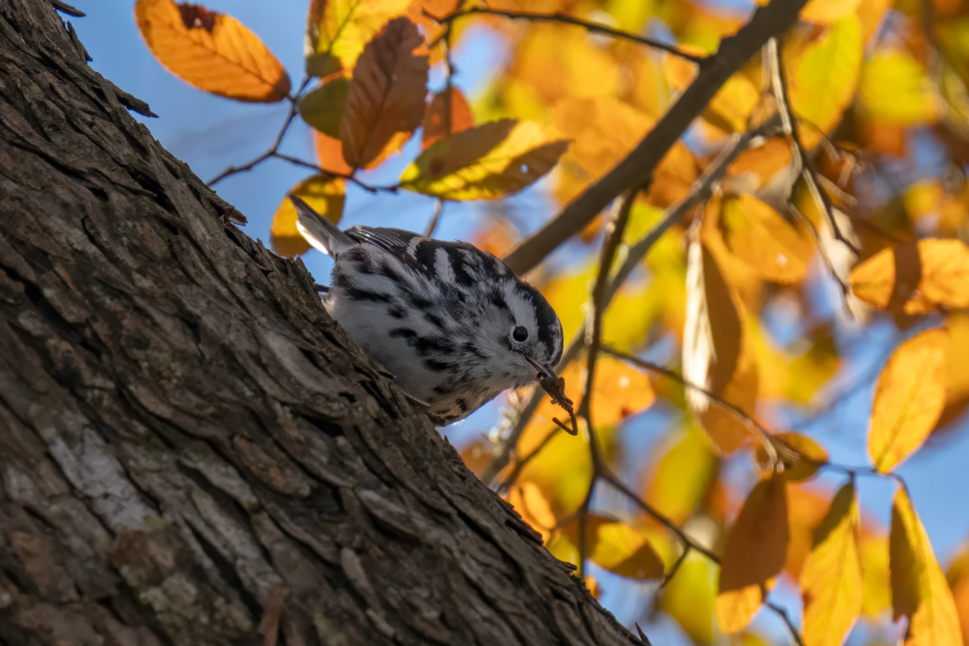 Black and White Warbler