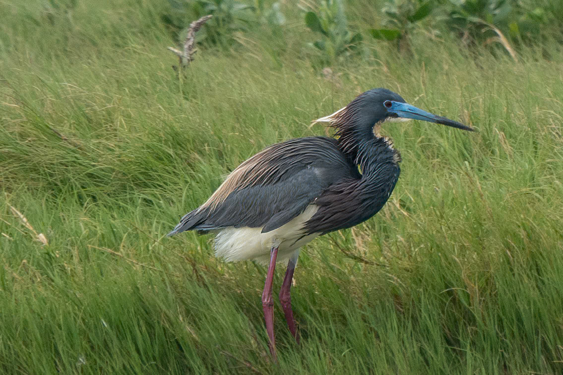 Tri Colored Heron. Breeding Plumage
