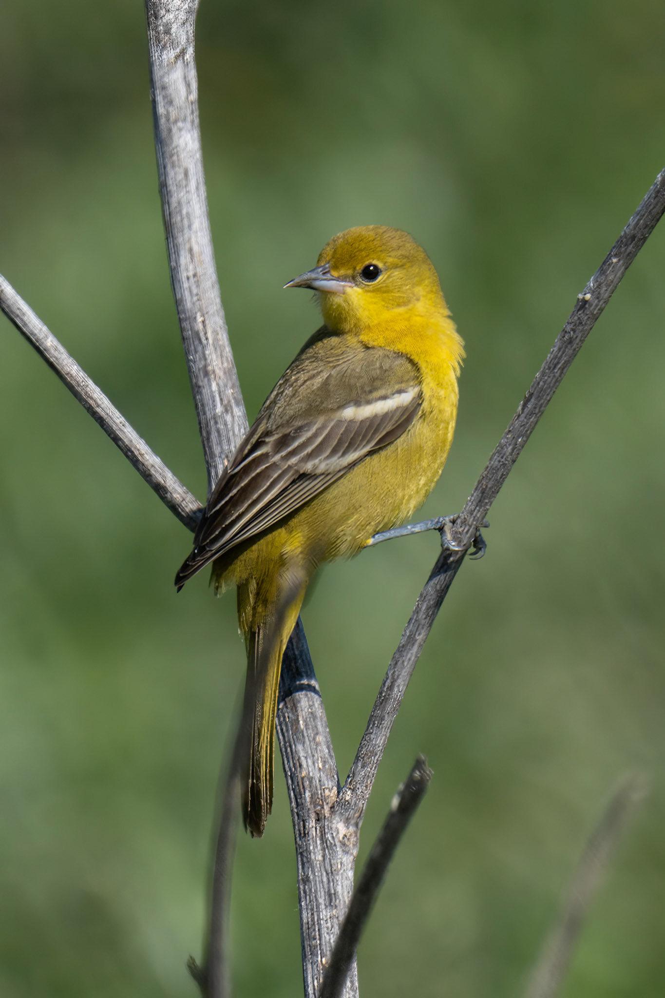 Female Orchard Oriole