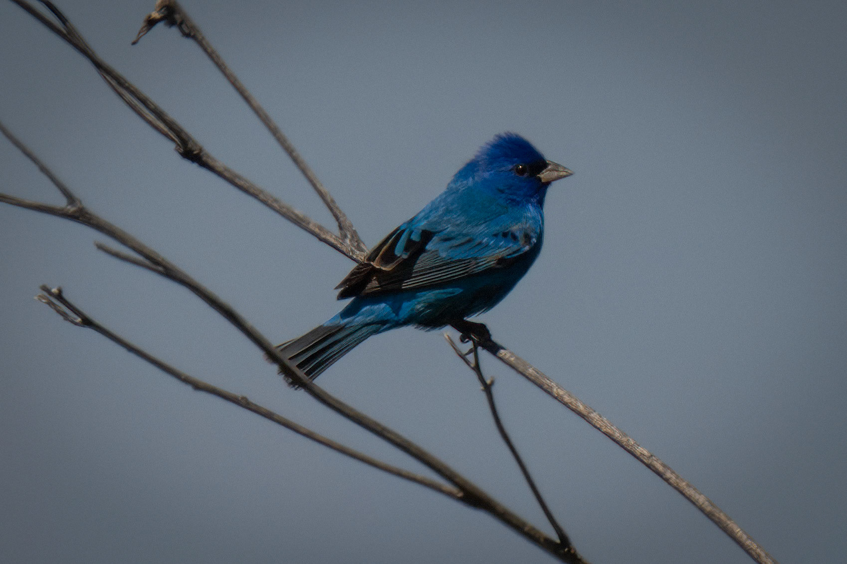 Indigo Bunting (Passerina cyanea) Port Aransas