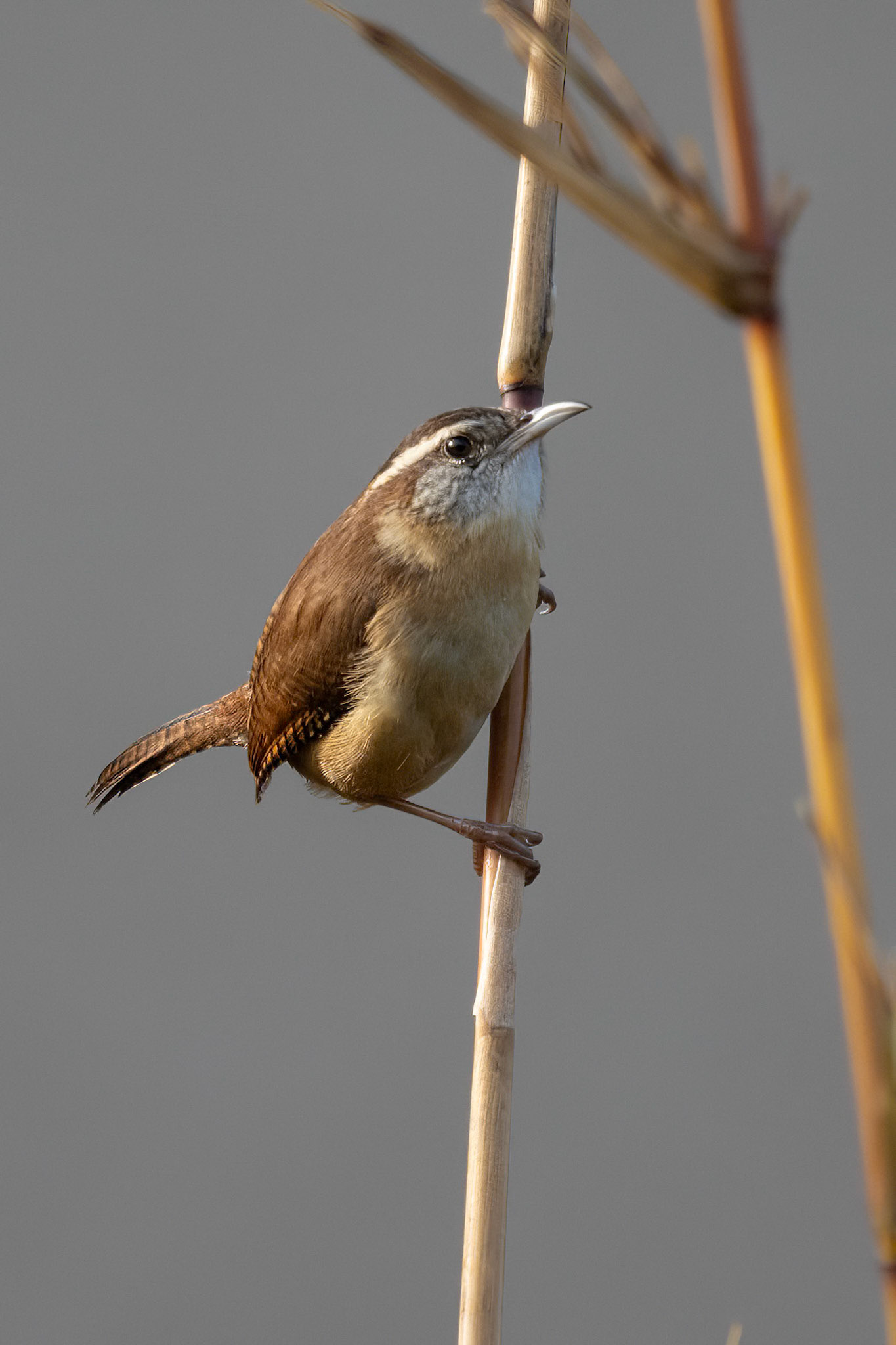 Carolina Wren
