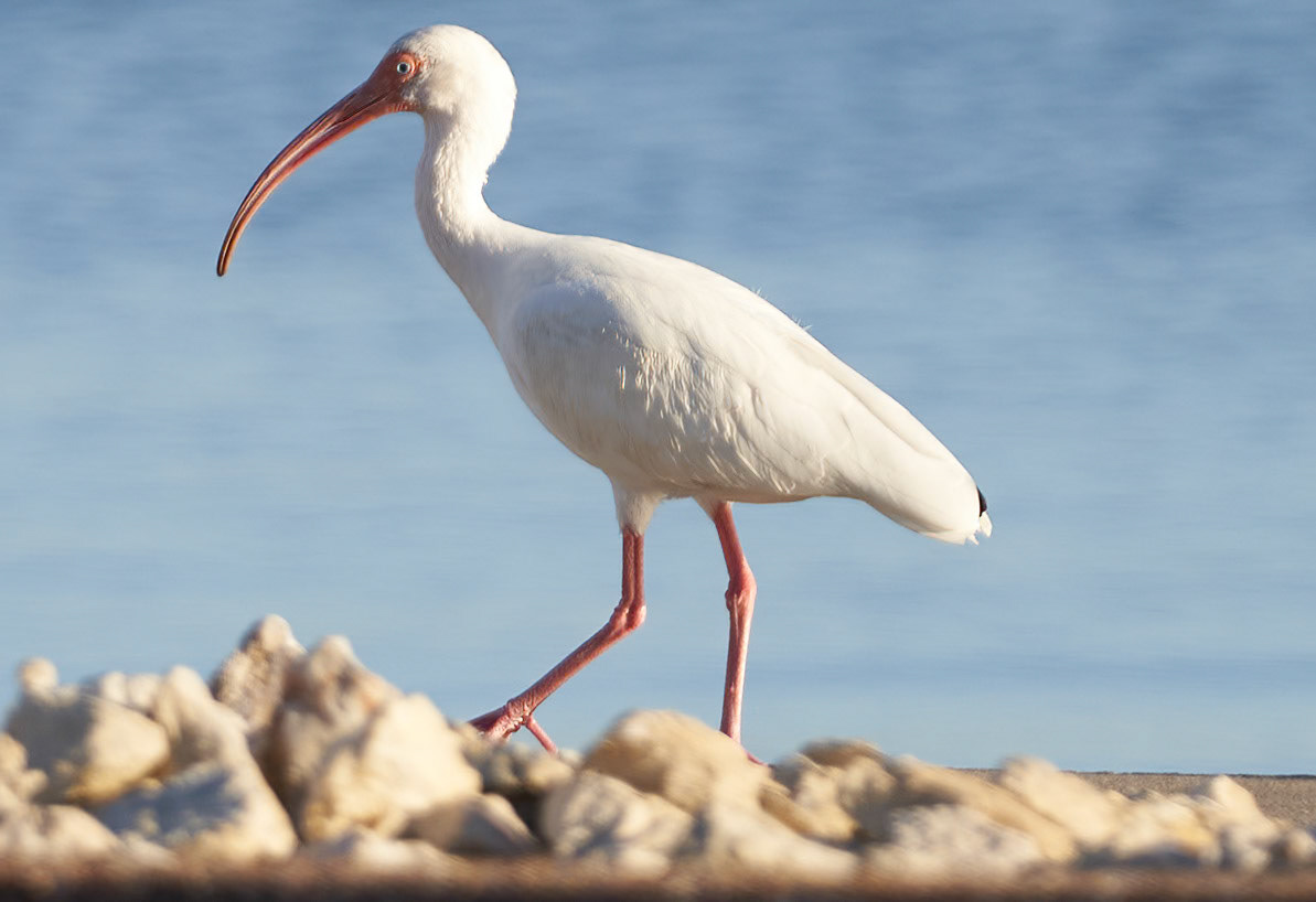 American White Ibis