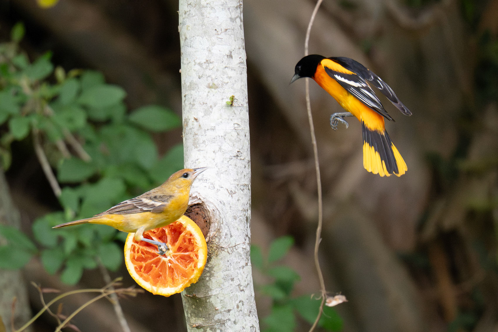 Baltimore Oriole . Blucher Park