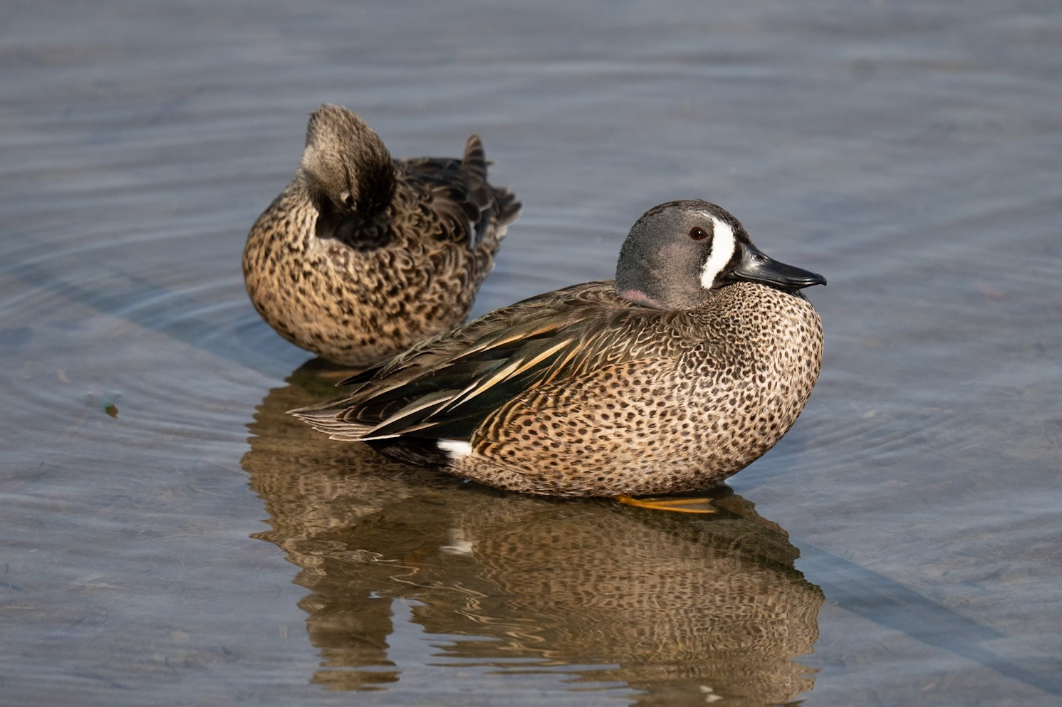 Blue-winged Teal