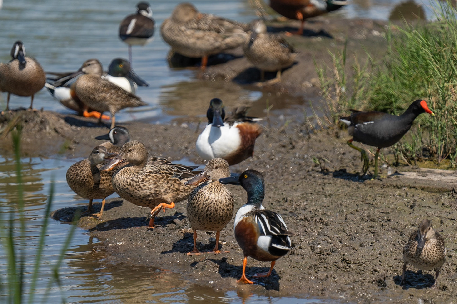 Northern Shovelers. Males and females