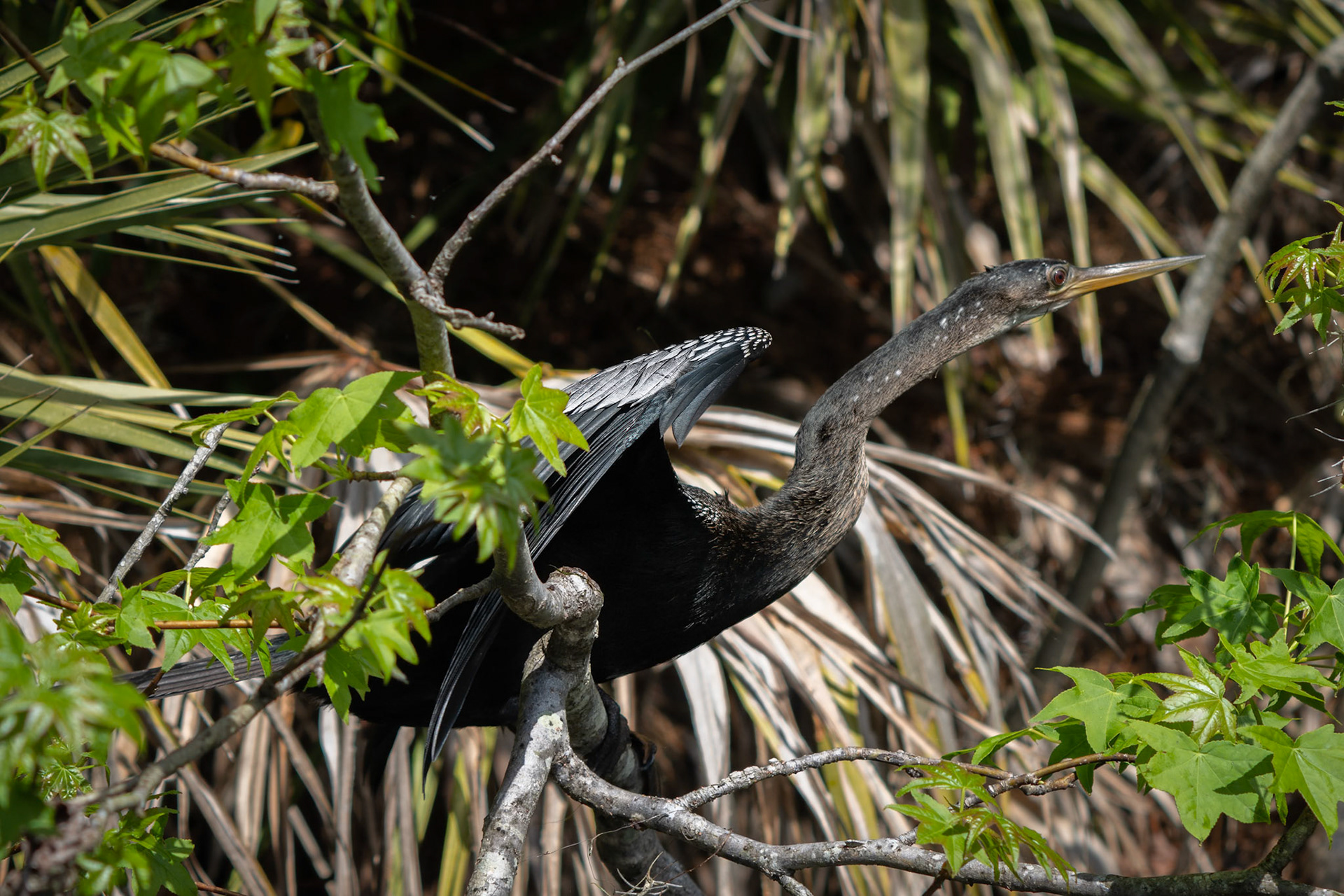 Juvinile Anhinga
