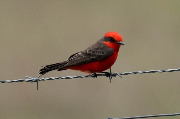 Vermilion Flycatcher