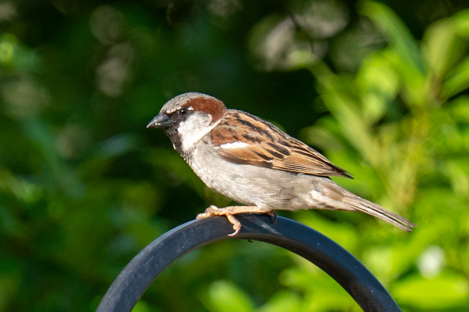 Male House Sparrow