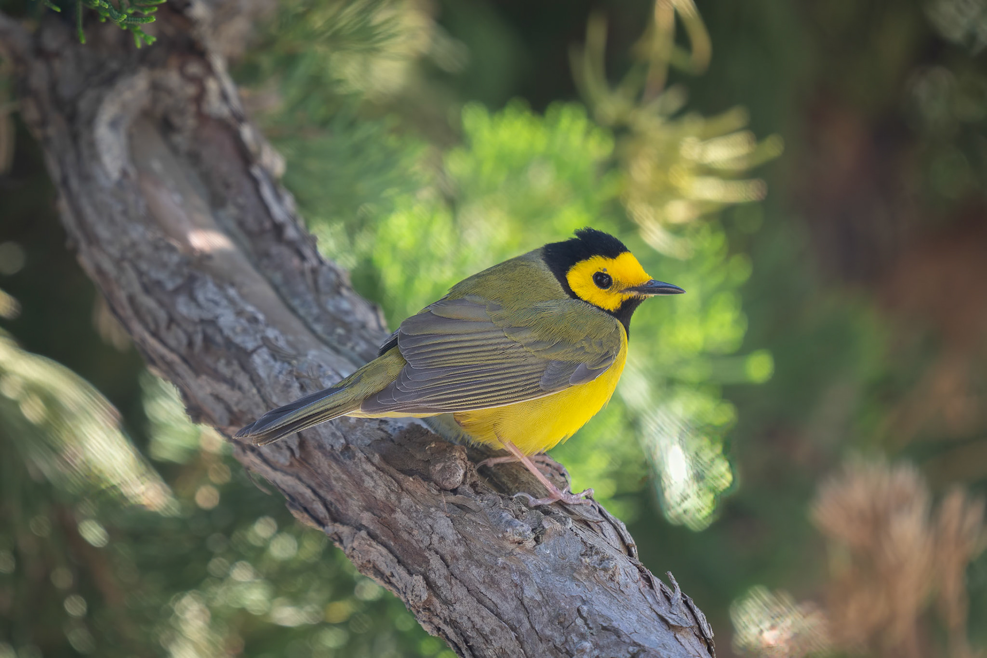 Setophaga citrina