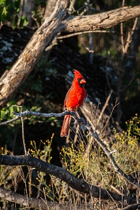 Northern Cardinal
